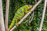 Panterkameleon (Furcifer pardalis)