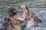 Nijlpaard (Hippopotamus amphibius)