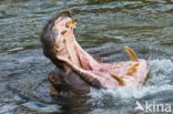 Nijlpaard (Hippopotamus amphibius)