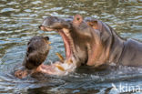 Nijlpaard (Hippopotamus amphibius)