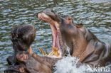 Nijlpaard (Hippopotamus amphibius)