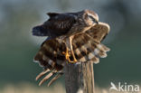 Montagu s Harrier (Circus pygargus)