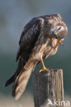 Montagu s Harrier (Circus pygargus)