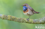 Blauwborst (Luscinia svecica)