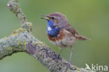 Blauwborst (Luscinia svecica)