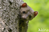 Beech Marten (Martes foina)