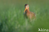 Grutto (Limosa limosa)