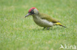 Eurasian Green Woodpecker (Picus viridis)