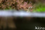 Zanglijster (Turdus philomelos)