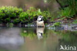 Kuifmees (Parus cristatus)