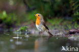 European Robin (Erithacus rubecula)