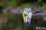 Blue Tit (Parus caeruleus)