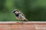 Huismus (Passer domesticus)