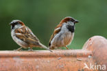 House Sparrow (Passer domesticus)