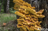 Zwavelzwam (Laetiporus sulphureus)