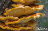 Zwavelzwam (Laetiporus sulphureus)