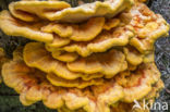 Zwavelzwam (Laetiporus sulphureus)