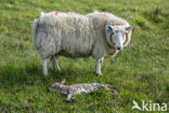 Schaap (Ovis domesticus)