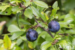 Sloe