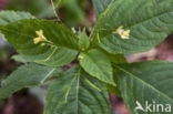 Small Balsam (Impatiens parviflora)