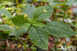 Small Balsam (Impatiens parviflora)