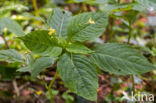 Klein springzaad (Impatiens parviflora)