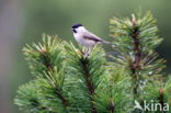 Willow Tit (Parus montanus)