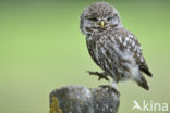 Little Owl (Athene noctua)