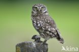 Little Owl (Athene noctua)