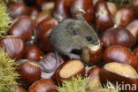 long-tailed field mouse (Apodemus sylvaticus)