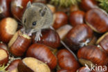 long-tailed field mouse (Apodemus sylvaticus)