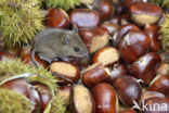 long-tailed field mouse (Apodemus sylvaticus)