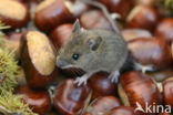 long-tailed field mouse (Apodemus sylvaticus)