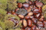 long-tailed field mouse (Apodemus sylvaticus)