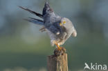 Montagu s Harrier (Circus pygargus)