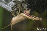 Large Gold Grasshopper (Chrysochraon dispar)