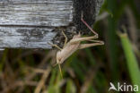 Large Gold Grasshopper (Chrysochraon dispar)