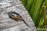 Viviparous Lizard (Zootoca vivipara)