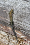 Viviparous Lizard (Zootoca vivipara)