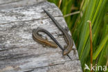 Viviparous Lizard (Zootoca vivipara)