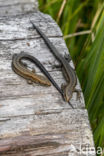 Viviparous Lizard (Zootoca vivipara)