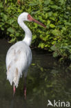 Great white crane