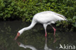 Great white crane