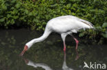 Witte Kraanvogel (Grus leucogeranus)