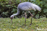 Witnekkraanvogel (Grus vipio)