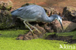 Witwangreiger (Egretta novaehollandiae)