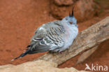 Australische kuifduif (Ocyphaps lophotes)