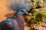 Southern Crowned-Pigeon (Goura scheepmakeri)