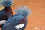 Southern Crowned-Pigeon (Goura scheepmakeri)