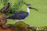 Straw-necked Ibis (Threskiornis spinicollis)